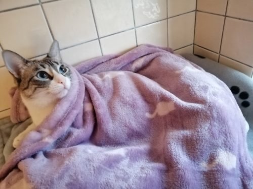 Manta LILLY lilás photo review