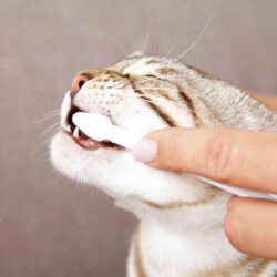 Alternative view of Conjunto de higiene dentária p/ gatos Trixie