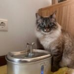 Fonte de água KITTO em aço inoxidável 2,5 L photo review