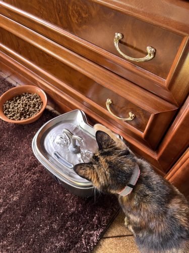 Fonte de água KITTO em aço inoxidável 2,5 L photo review