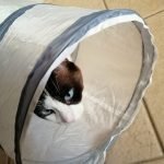 Túnel PURRWAY photo review