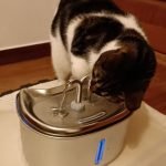 Fonte de água KITTO em aço inoxidável 2,5 L photo review