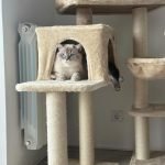 Arranhador ELIOT 102 cm photo review