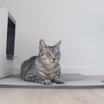 Tapete de dupla camada retém areia photo review