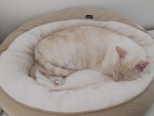 Cama redonda ZEN (conforto máximo) photo review