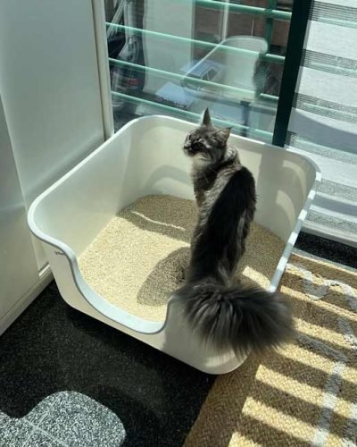 Caixa de areia MAX quadrada XXL c/ paredes altas photo review