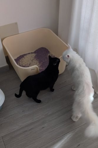 Caixa de areia MAX quadrada XXL c/ paredes altas photo review