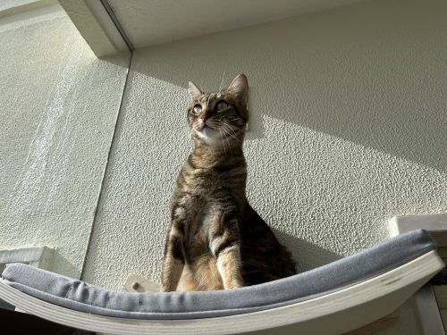 Cama de parede curva CURVY em madeira photo review