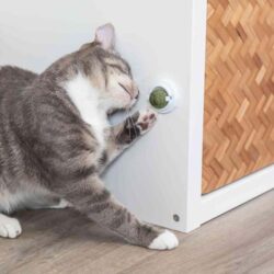 Bola com catnip em suporte para colar - Image 5