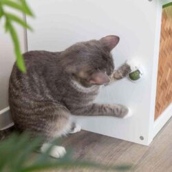 Bola com catnip em suporte para colar - Image 6