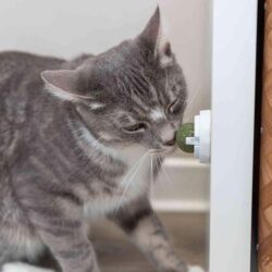 Alternative view of Bola com catnip em suporte para colar