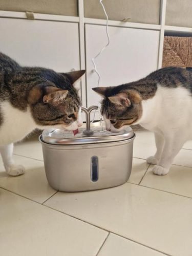 Fonte de água KITTO em aço inoxidável 2,5 L photo review