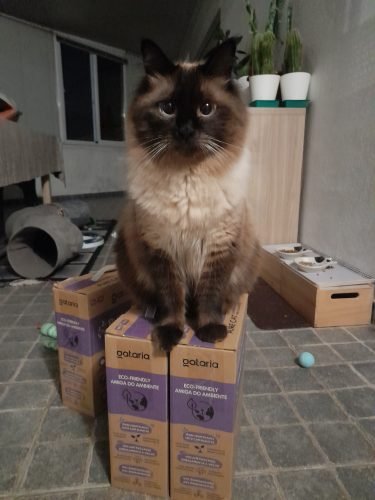 Gataria Pure Cat Areia ultra-aglomerante - Lavanda photo review