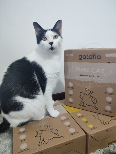 Gataria Pure Cat Areia ultra-aglomerante - Sem perfume photo review