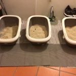 Gataria Pure Cat Areia ultra-aglomerante - Sem perfume photo review