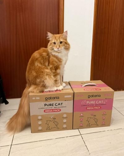 Gataria Pure Cat Areia ultra-aglomerante - Sem perfume photo review