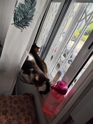 Cama de janela SPY formato plano rebatível e sem cabos photo review