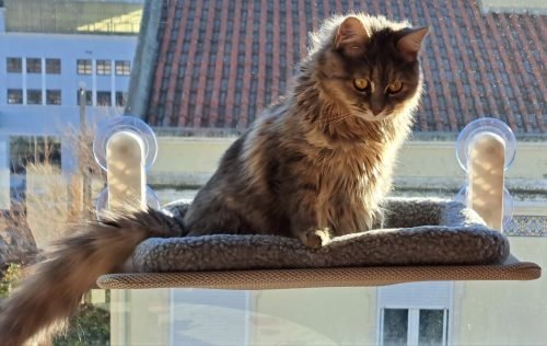 Cama de janela SPY formato plano rebatível e sem cabos photo review