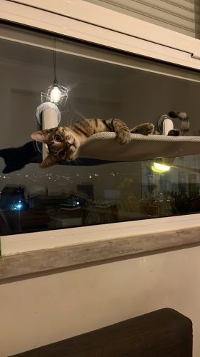 Cama de janela SPY formato plano rebatível e sem cabos photo review