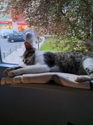 Cama de janela SPY formato plano rebatível e sem cabos photo review