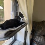 Cama de janela SPY formato plano rebatível e sem cabos photo review