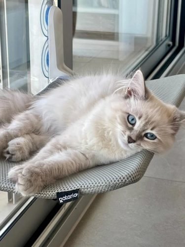 Cama de janela SPY formato plano rebatível e sem cabos photo review