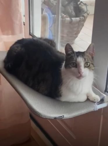 Cama de janela SPY formato plano rebatível e sem cabos photo review