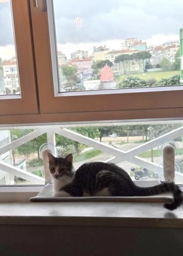 Cama de janela SPY formato plano rebatível e sem cabos photo review