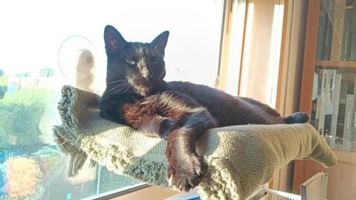 Cama de janela SPY formato plano rebatível e sem cabos photo review