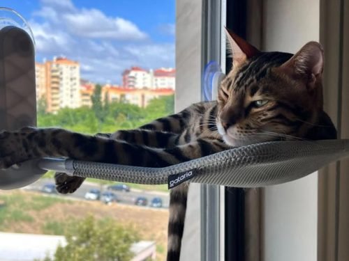 Cama de janela SPY formato plano rebatível e sem cabos photo review