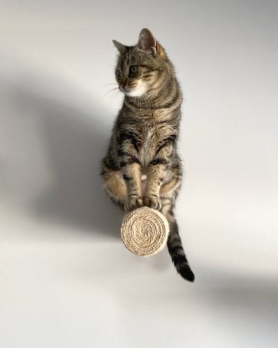 Poste de sisal PEAK para montagem na parede photo review