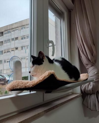 Cama de janela SPY formato plano rebatível e sem cabos photo review