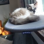 Cama de janela SPY COMPACT (ideal para janelas pequenas) photo review