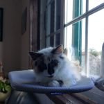 Cama de janela SPY COMPACT (ideal para janelas pequenas) photo review