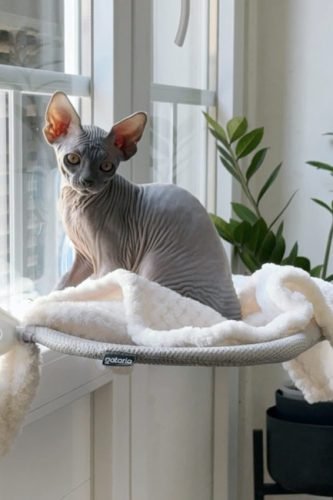 Cama de janela SPY COMPACT (ideal para janelas pequenas) photo review