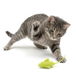 Alternative view of RUNNING INSECT - Inseto robótico (Carregamento por USB)